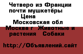 Четверо из Франции-почти мушкетёры!! › Цена ­ 35 000 - Московская обл., Москва г. Животные и растения » Собаки   
